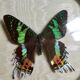 Butterfly bomb round frame