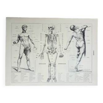 Old engraving 1928, Man, anatomy, biology, medicine • Lithograph, Original plate