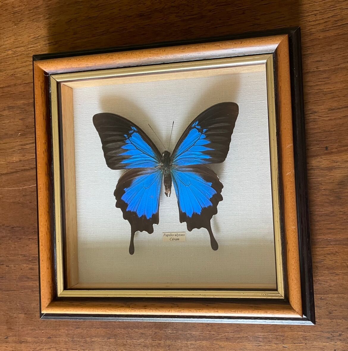 Naturalized butterfly frame