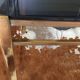 Glass and brass coffee table