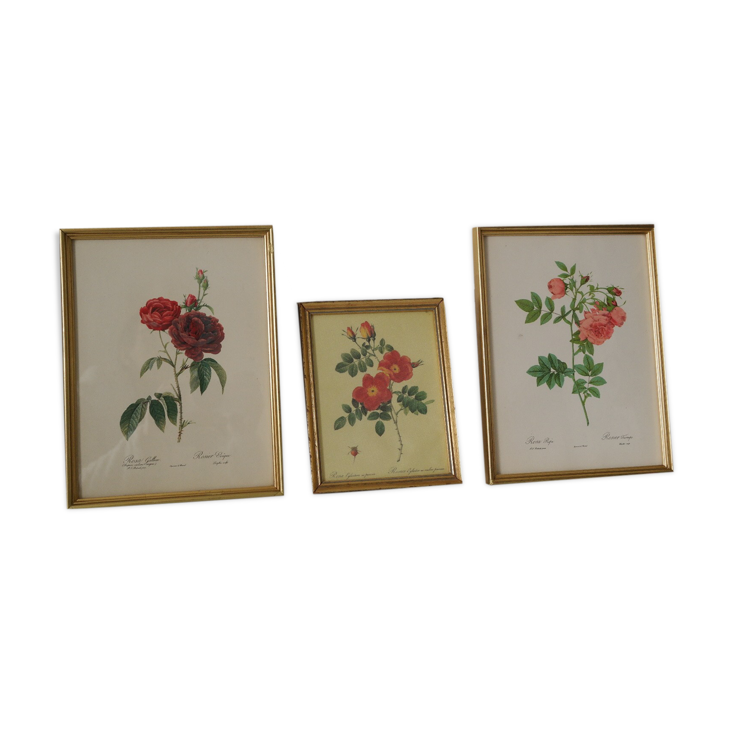 lithographies de botanique roses vintage