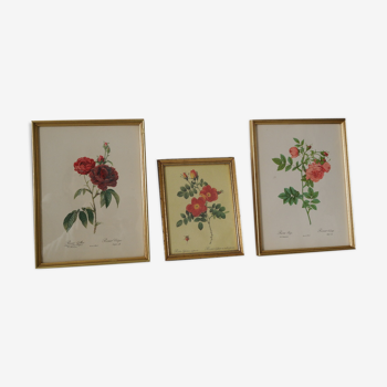lithographies de botanique roses vintage
