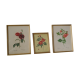 vintage pink botany lithographies