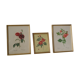 lithographies de botanique roses vintage