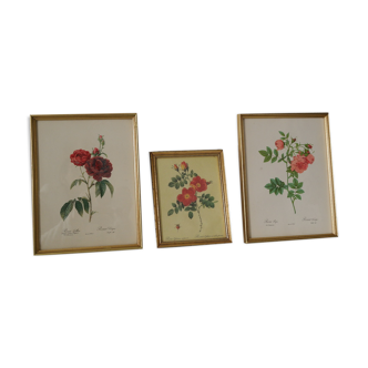 vintage pink botany lithographies