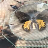 Naturalized butterfly under bulging glass globe Napoleon III