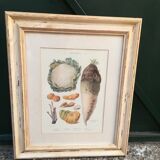 Framed botanical board, vegetables
