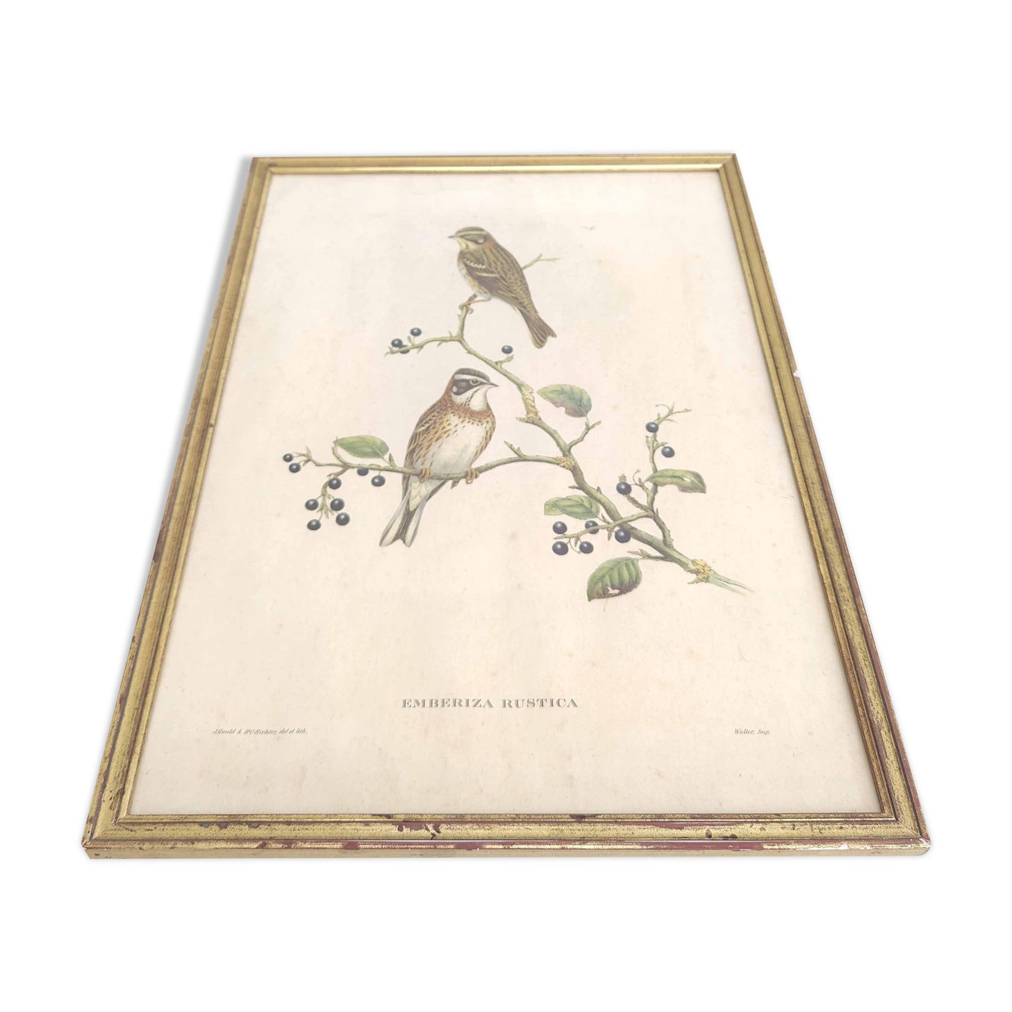 Lithograph vintage bird couple by J. Gould and H-C Richter golden frame