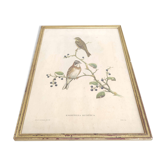 Lithograph vintage bird couple by J. Gould and H-C Richter golden frame