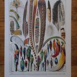 Original lithograph on feathers