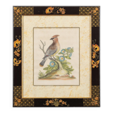 12 hand-coloured ornithological engravings from 1740 by George Edwards.