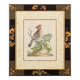 12 hand-coloured ornithological engravings from 1740 by George Edwards.