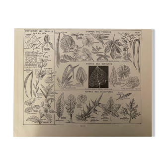 Lithographie gravure sur les feuilles d'arbres et de plantes de 1897