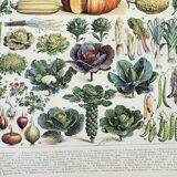 Old engraving 1898, Vegetables and vegetable plants • Original and vintage lithograph
