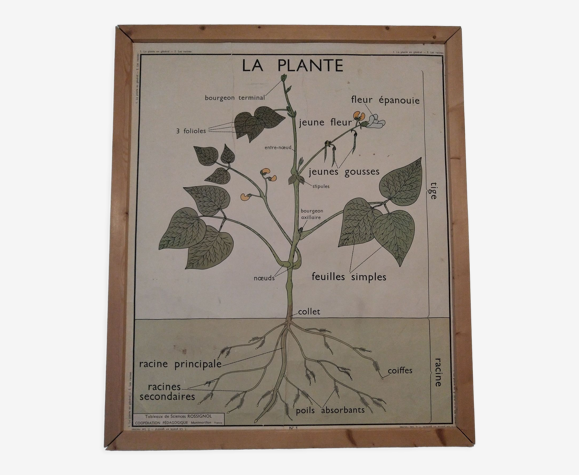 Affiche vintage botanique