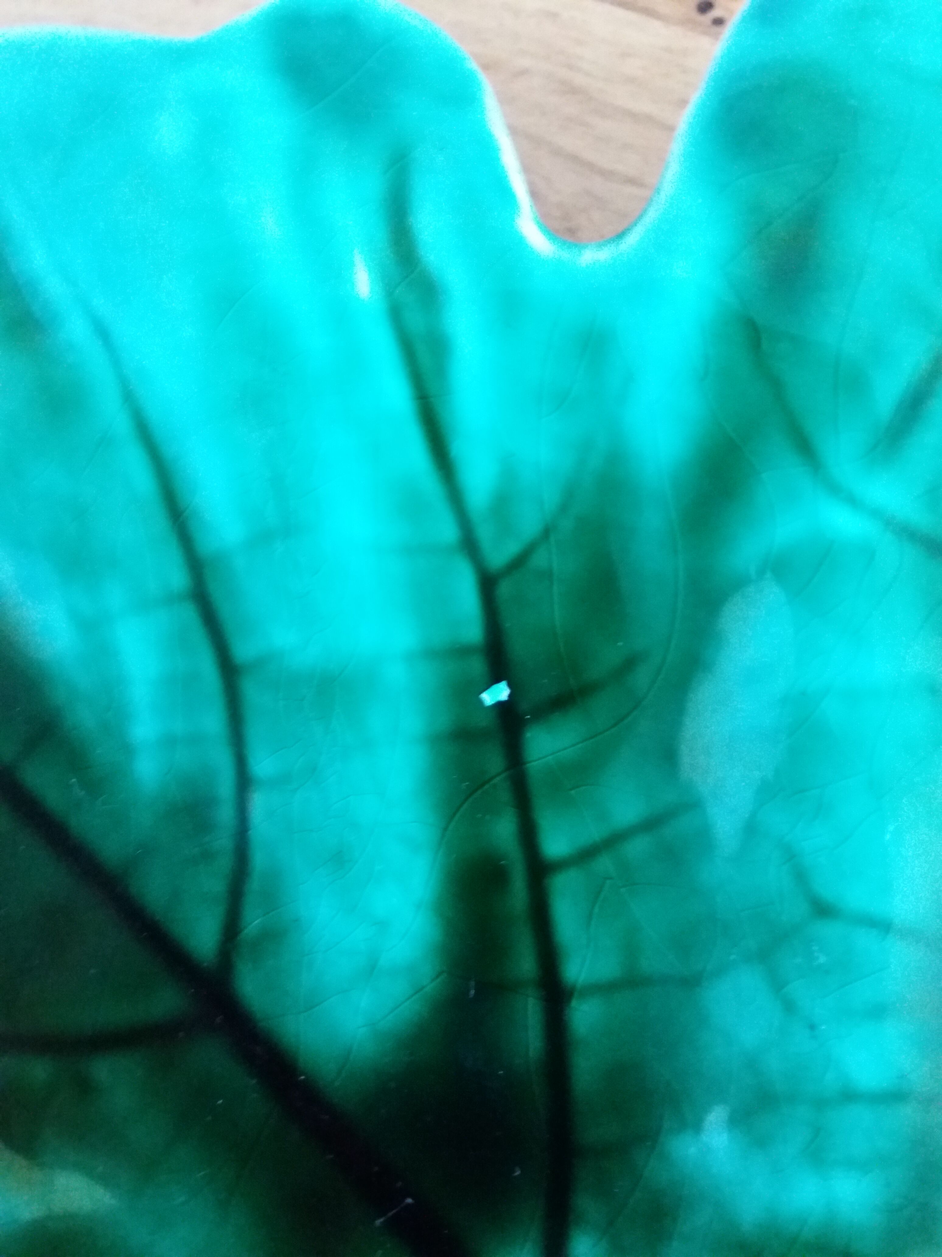 Empty pocket Sarreguemines