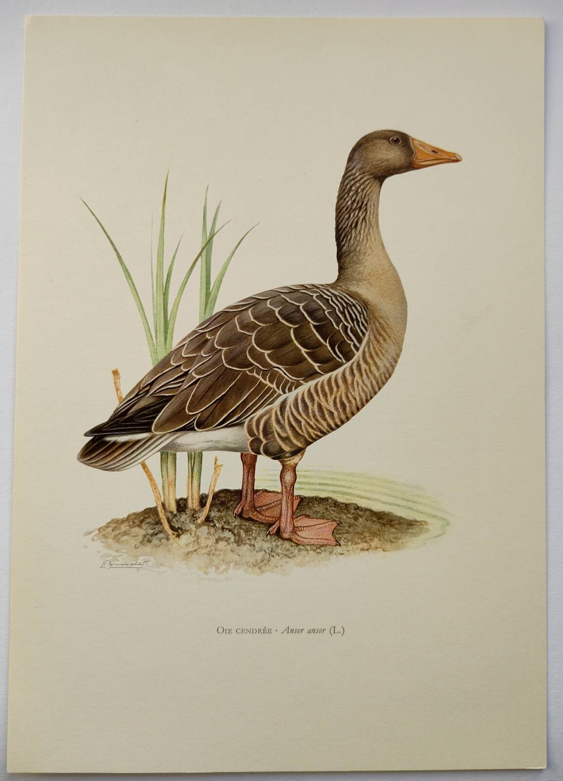 Bird board 1960s - Greylag Goose - Vintage zoological and ornithological illustration