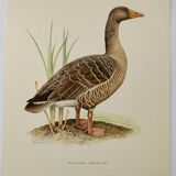 Bird board 1960s - Greylag Goose - Vintage zoological and ornithological illustration