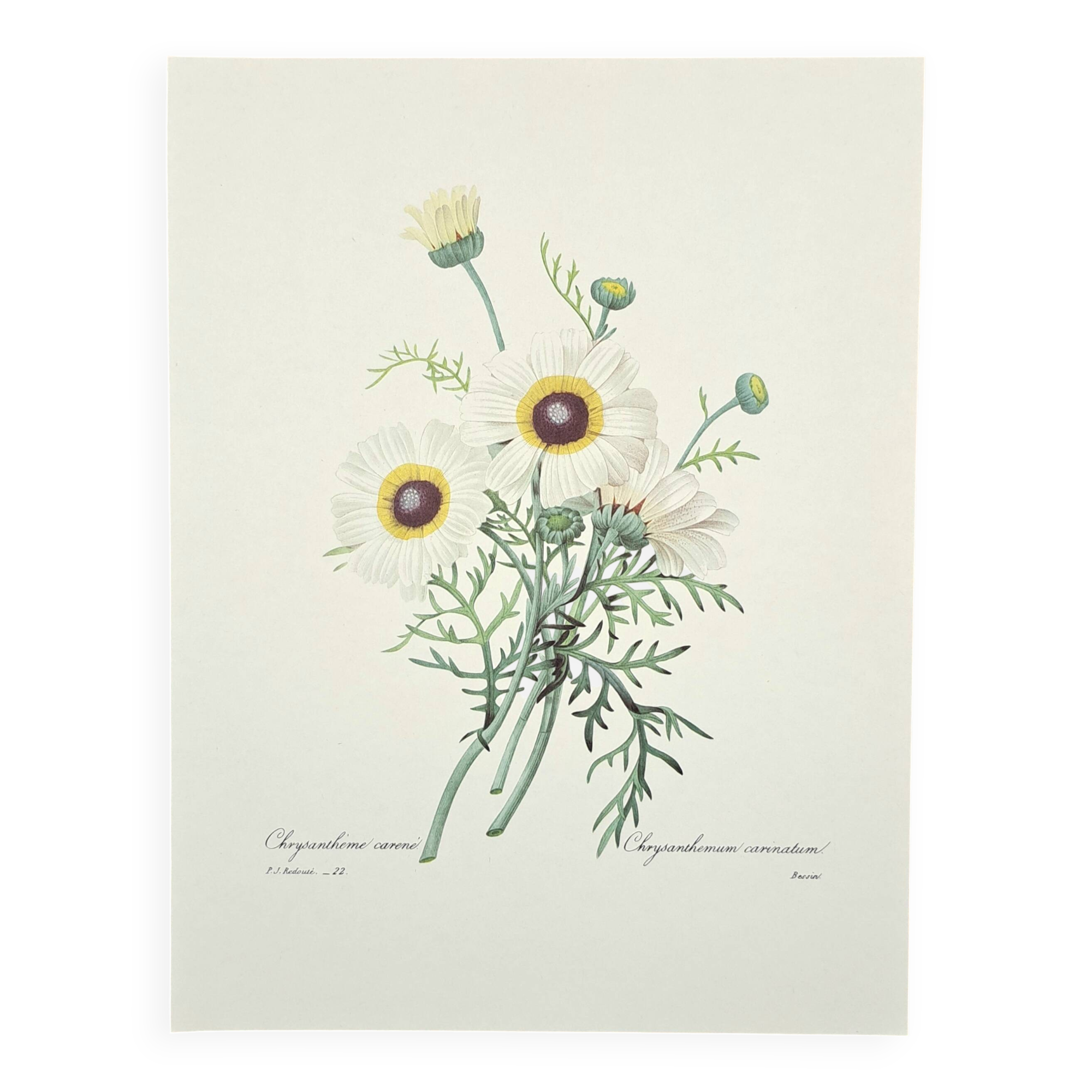 Botanical plate "Carinated Chrysanthemum"