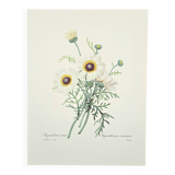 Planche botanique "Chrysanthème carené"