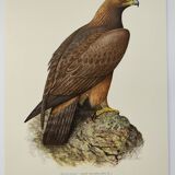 Bird illustration from the 60s - Golden Eagle - Vintage zoological and ornithological board