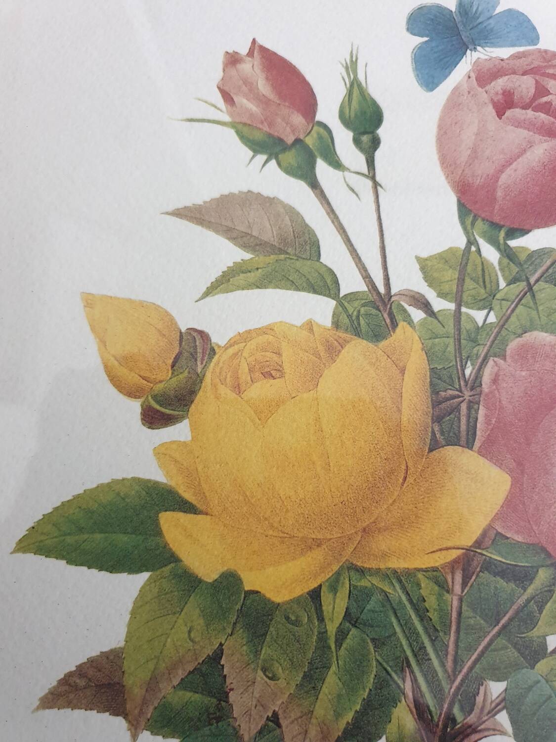Botanical plate of Roses by PJ Redouté framed