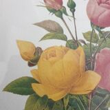 Planche botanique de Roses de P.J Redouté encadrée