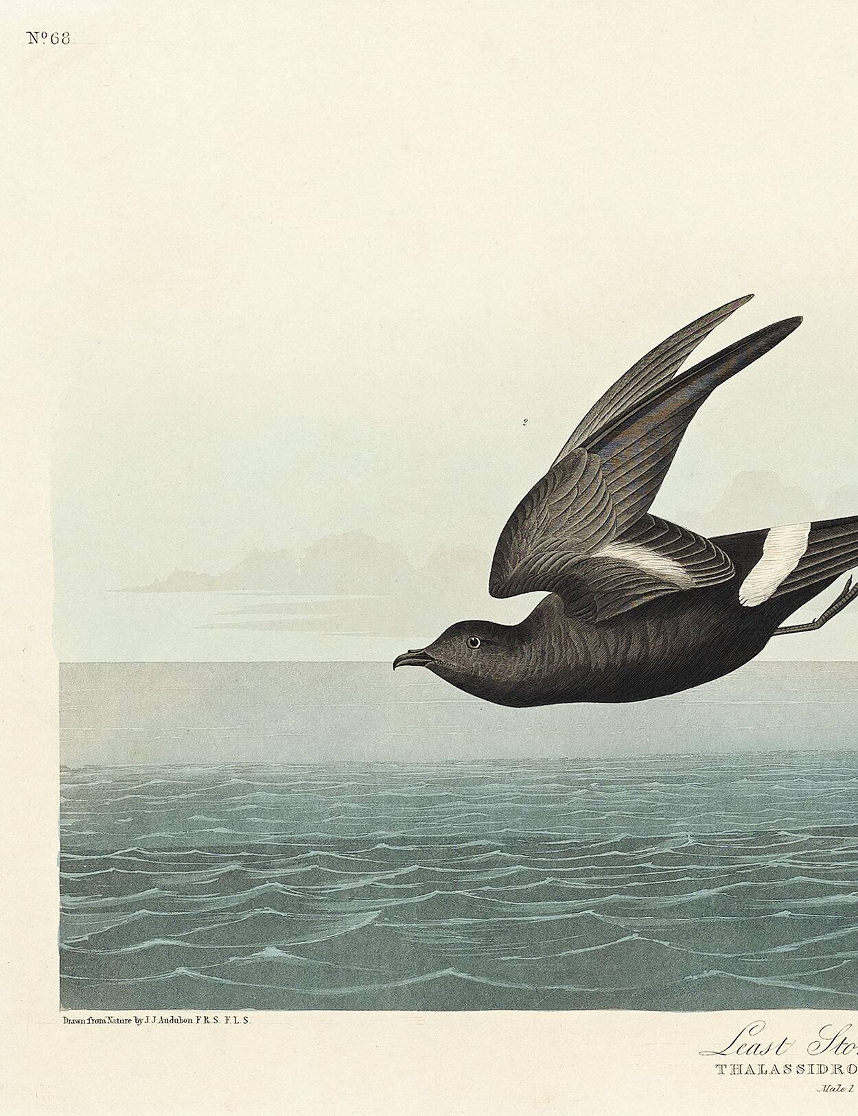 Poster about the Storm Petrel, based on an old engraving from 1827.