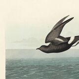 Poster about the Storm Petrel, based on an old engraving from 1827.