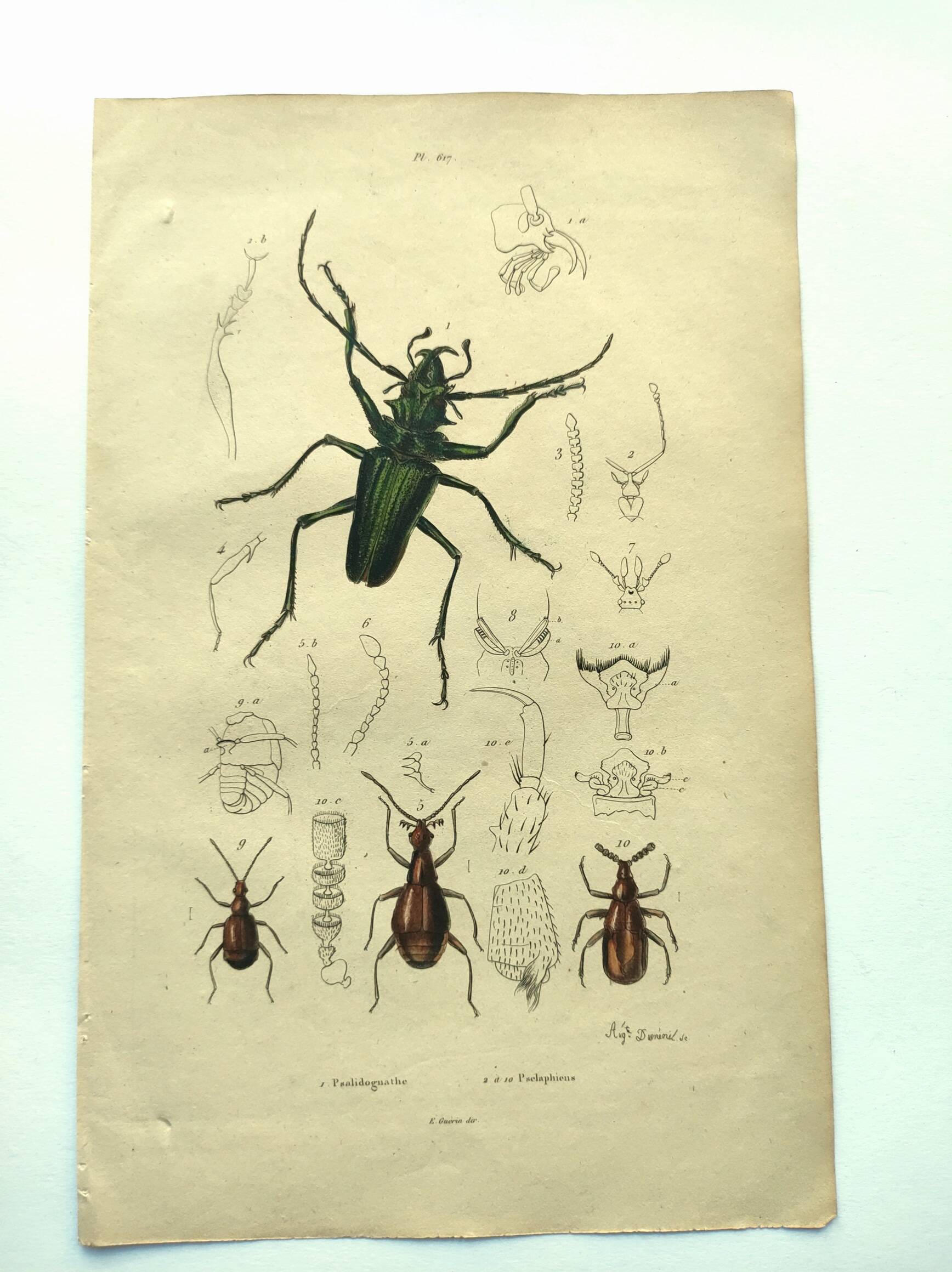 Old engraving from 1839 - Psalidognathus Insect - Hand-colored plate