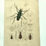 Old engraving from 1839 - Psalidognathus Insect - Hand-colored plate