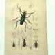 Old engraving from 1839 - Psalidognathus Insect - Hand-colored plate