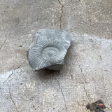 Fossile ammonite gris