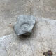 Gray ammonite fossil