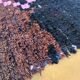 Blarosa rug