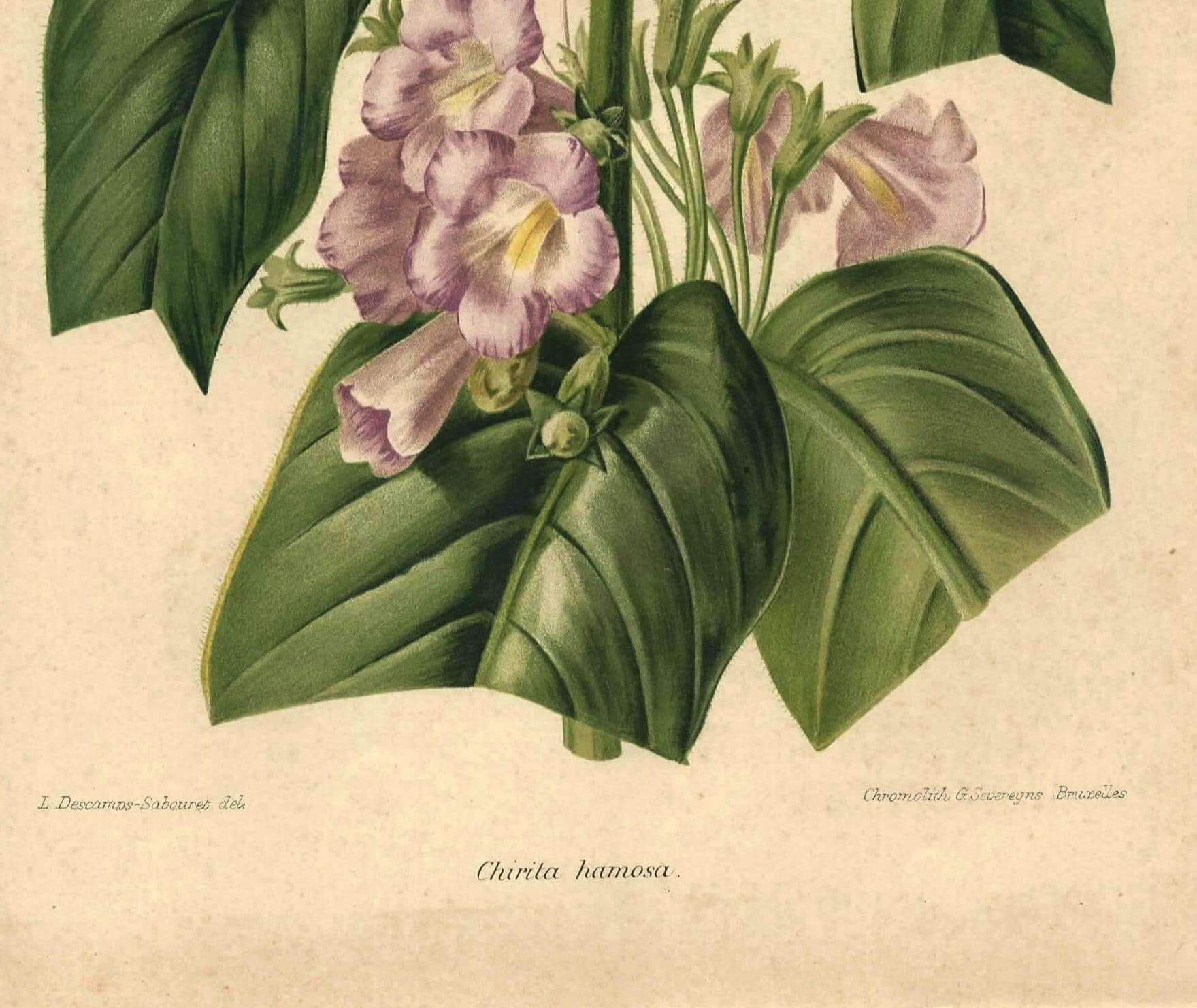 Botanical engraving by Descamps-Sabouret, Chirita hameçon, 1896