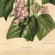 Botanical engraving by Descamps-Sabouret, Chirita hameçon, 1896