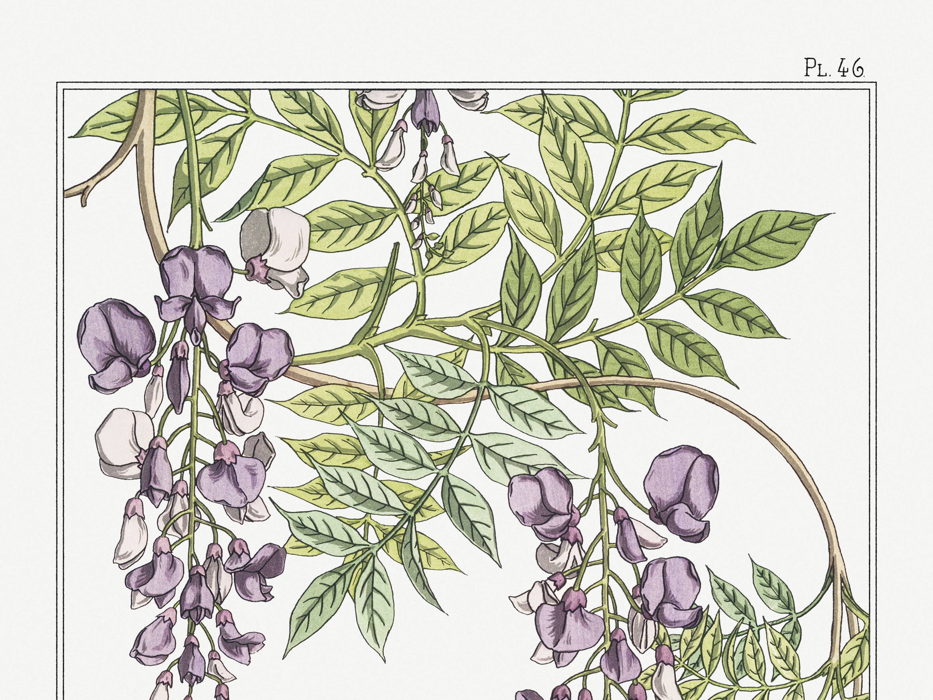 Poster “Wlycine”, after an Art Nouveau lithograph from 1897