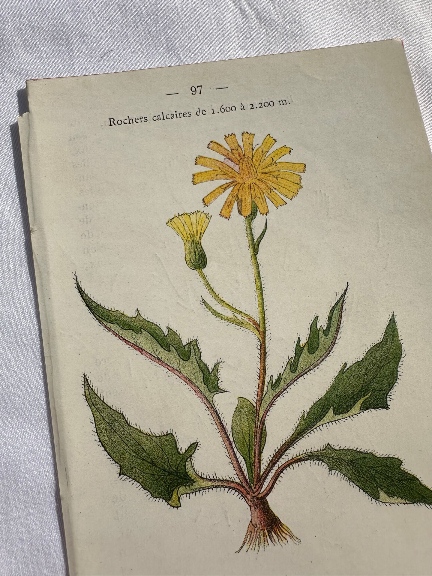 Naturalist Plate – 19th Century Botanical Engraving, Double-Sided