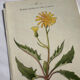 Naturalist Plate – 19th Century Botanical Engraving, Double-Sided