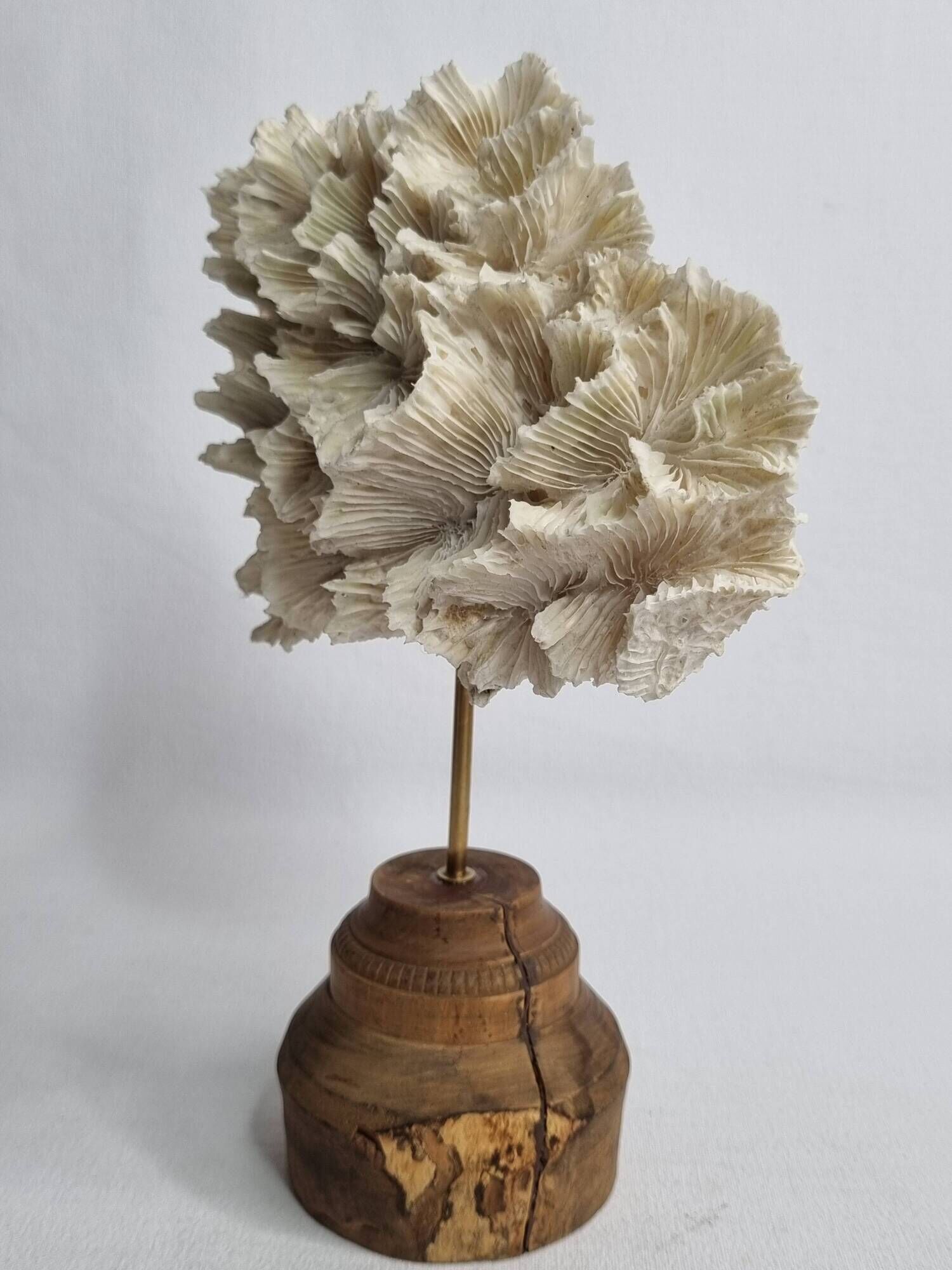 Antique white coral mounted on a turned wooden base – Height 22 cm