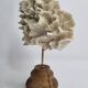 Antique white coral mounted on a turned wooden base – Height 22 cm