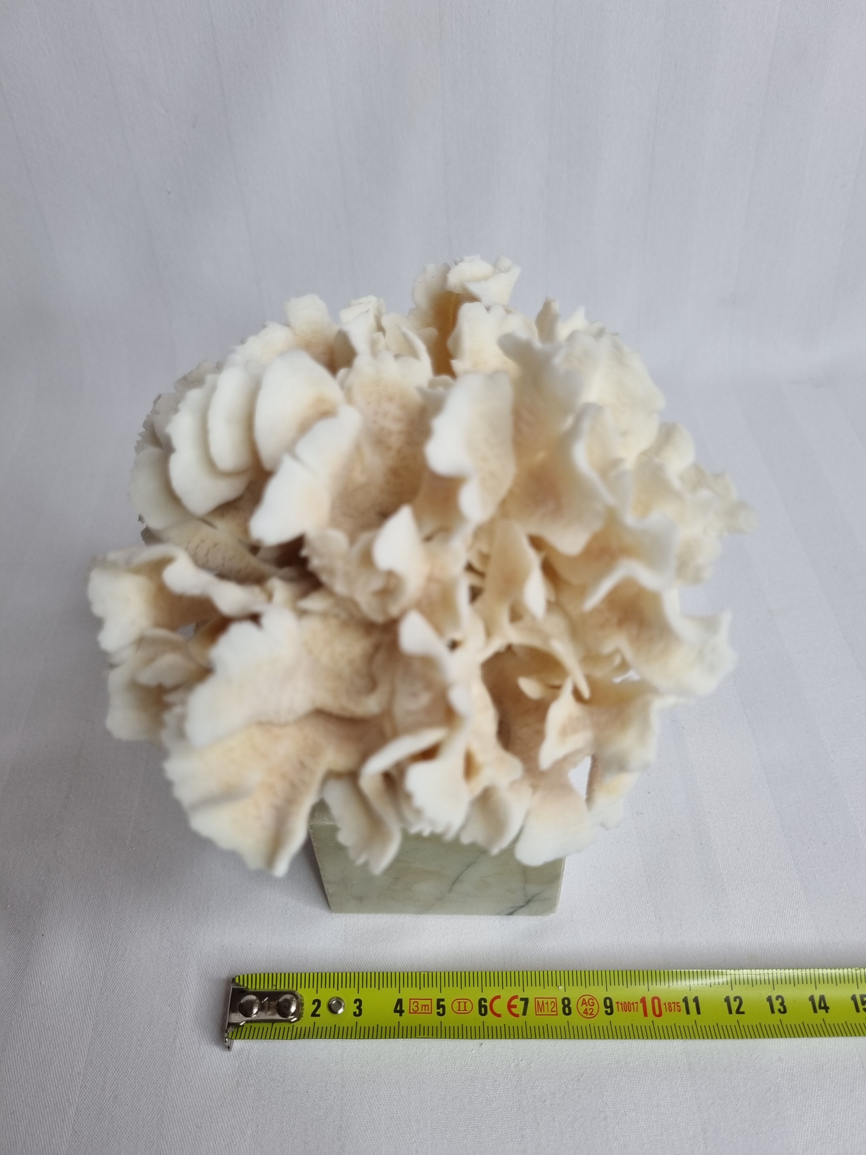Ancient white coral on marble base