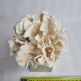 Ancient white coral on marble base