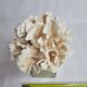 Ancient white coral on marble base