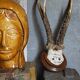 Scandinavian hunting trophy old 30 years