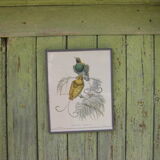 Pair of engravings "with birds"