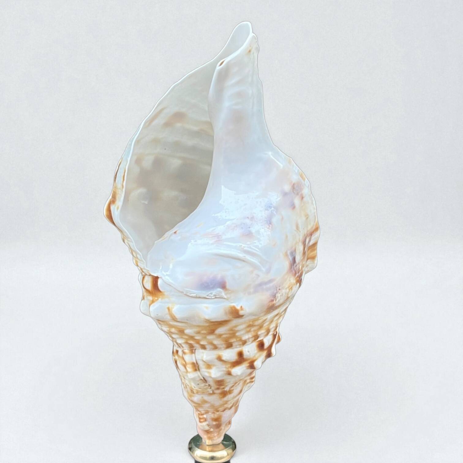 Cabinet of Curiosities: Triton Shell on a wooden base, late 19th century