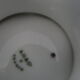 Coupe pied douche porcelaine dure A.Hache & Cie V France art nouveau oiseau fleurs bleues