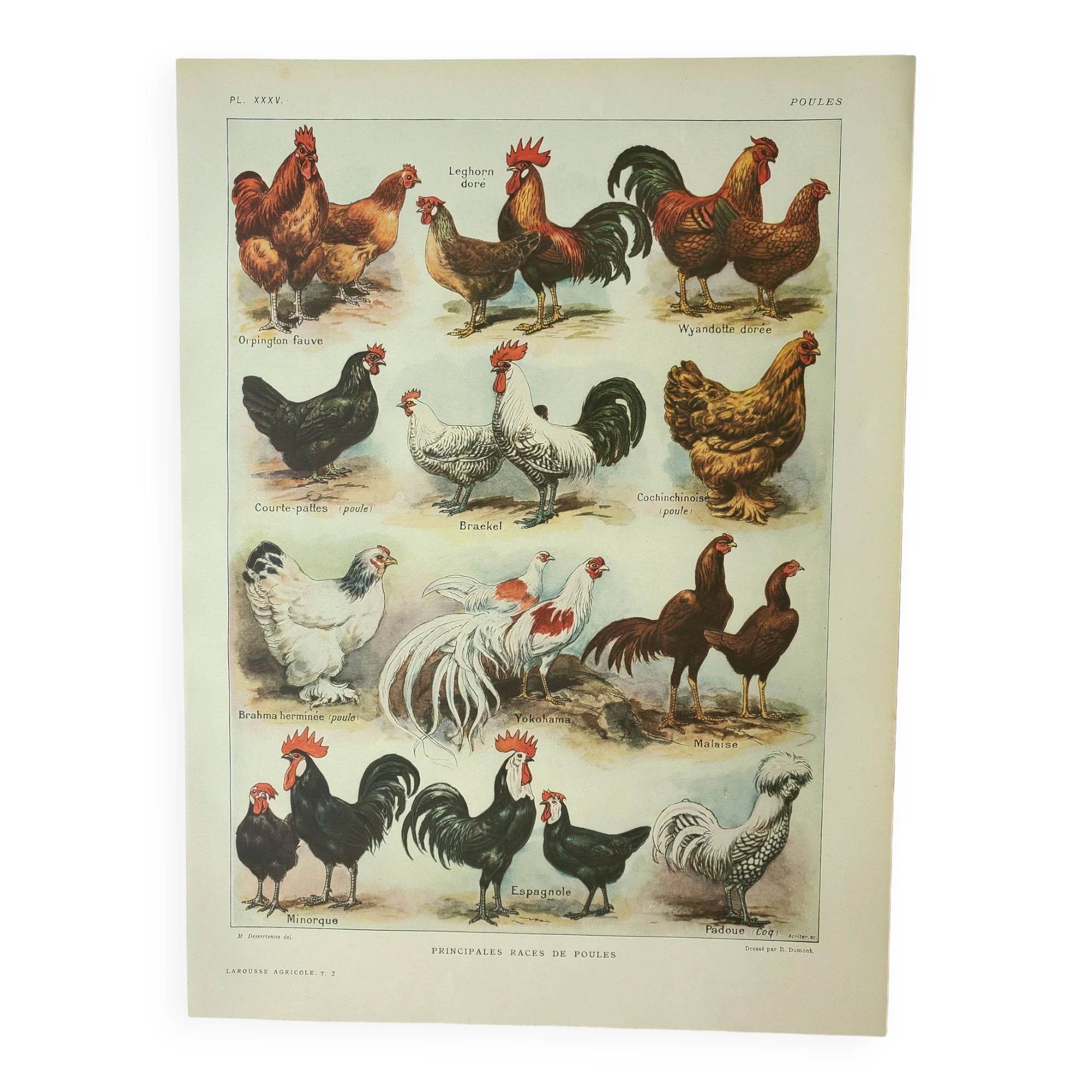 Gravure ancienne 1922, Poules 2, coq, races, basse-cour, ferme • Lithographie, Planche originale
